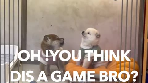 PUPPIES: LOOK WHO'S TALKING THIS TIME AROUND