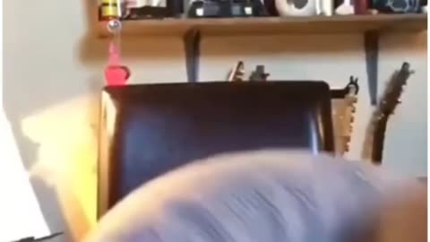 🥰🐶 When Dogs Steal the Show! | FunFM
