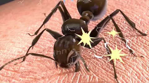 Stunning Way Ants Bite