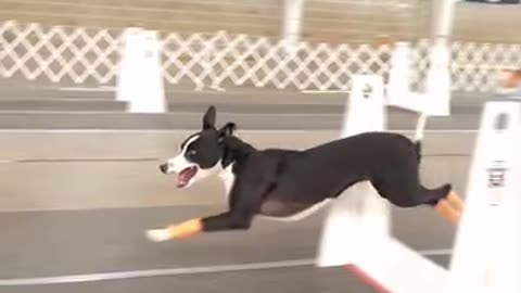 Don’t you LOVE the 4th dog