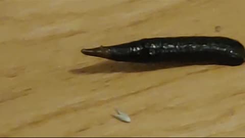 Victoria's Leeches up close