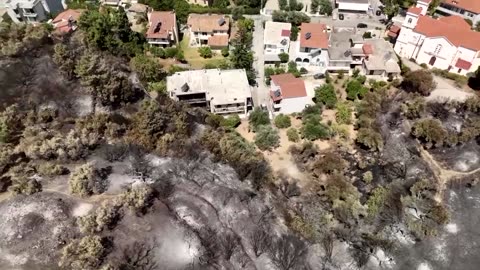 Olive growing brothers lose 150-year-old grove to wildfire