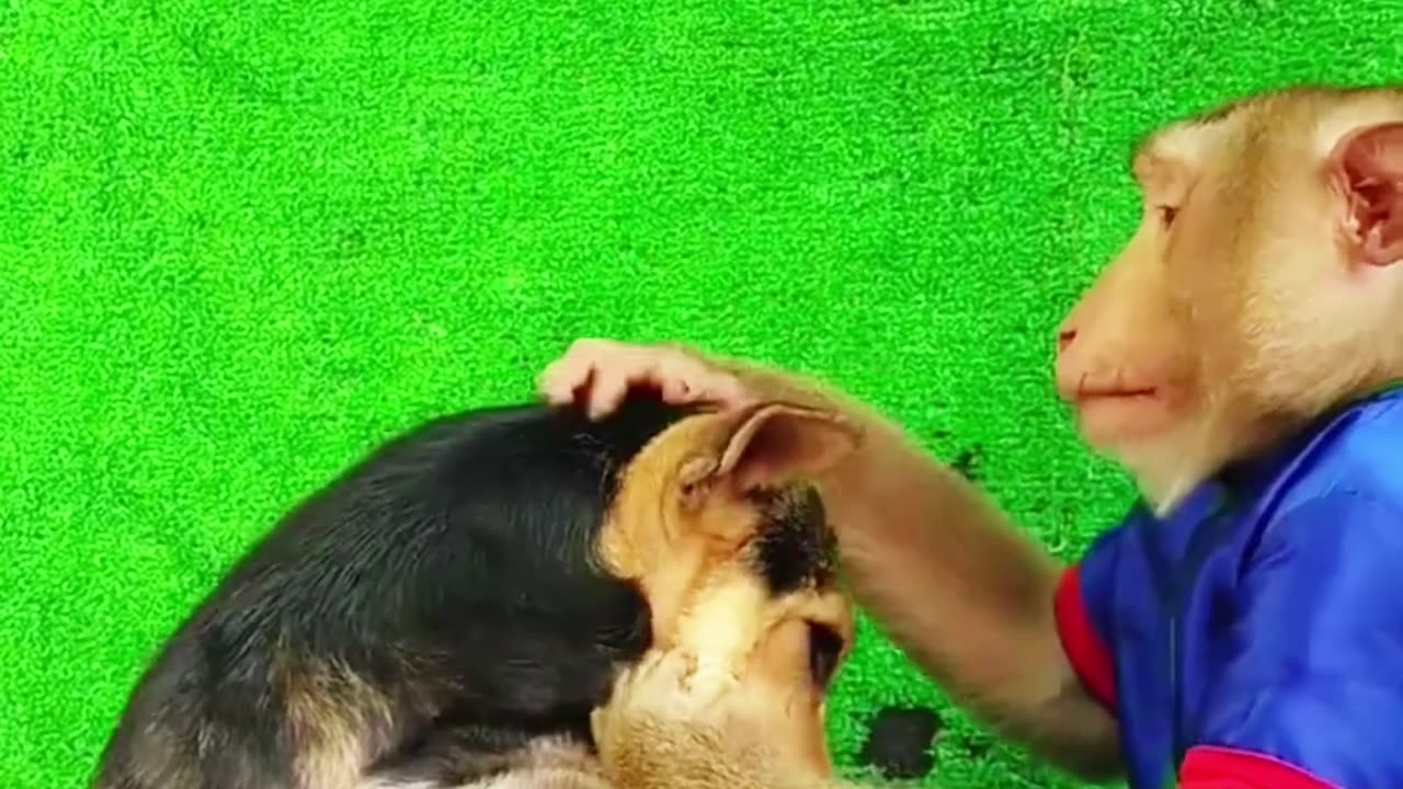 The monkey ,#has a lot of fun with the dog.