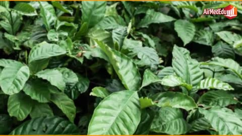 45 Beneficios de las Hojas del Cacao