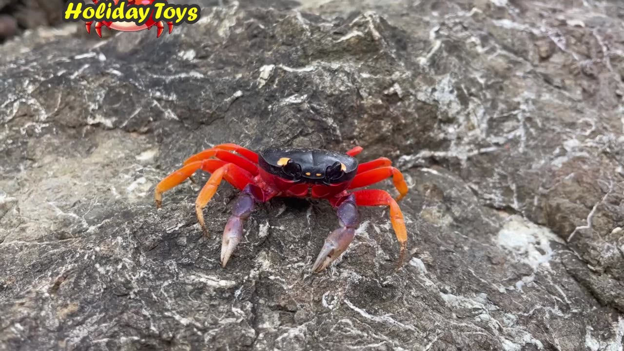 Shrimps Move Away from the Attack of an Octopus Moving Under the Sand
