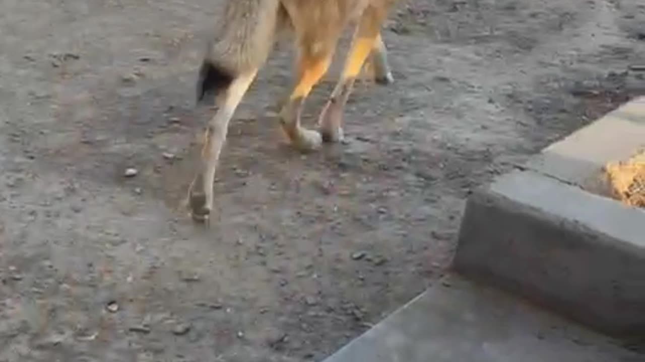 Fun with animals