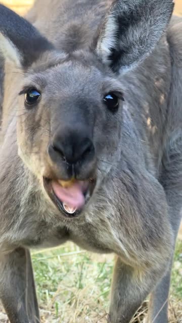 Australian kangaroo 🦘