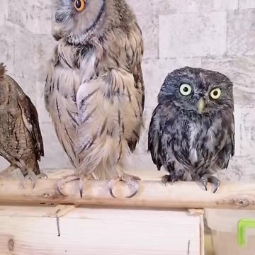 Suspicious OWLS 🦉