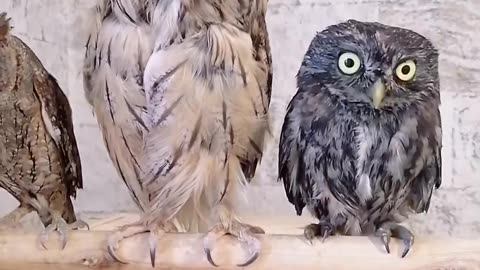Suspicious OWLS 🦉