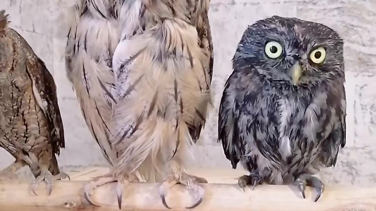 Suspicious OWLS 🦉