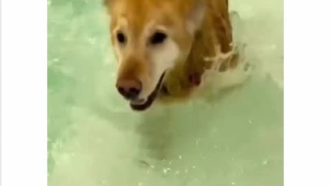 Happy dogs