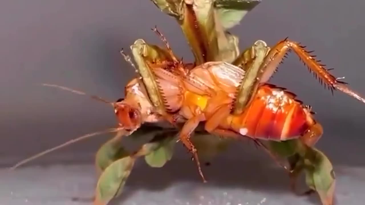 bug eats bug