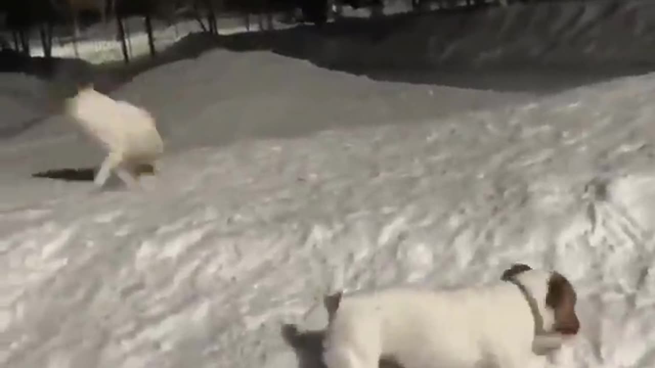 dog in the ice