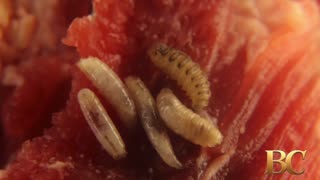 First human case of flesh-eating screwworm parasite detected in the U.S.
