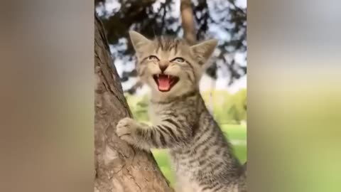 Kittens use 1000_ cuteness 🥹😻🥹