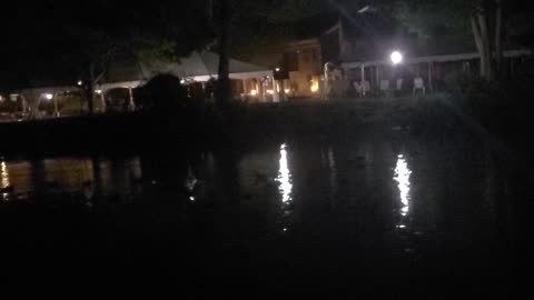 Ducks swimming at night