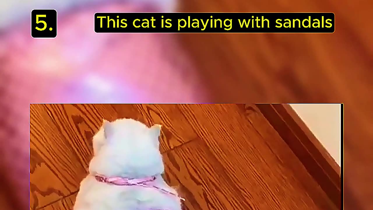 Top 5 Random Cat Video