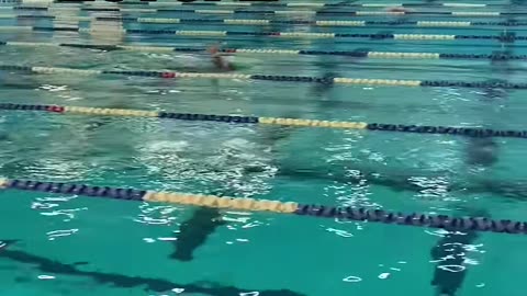 How To Dive for Swimming (Levels 1-4)