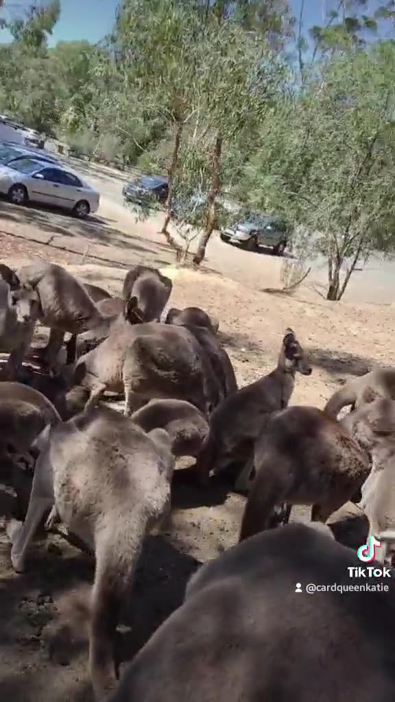 Kangaroo diaries only in Australia 🇦🇺