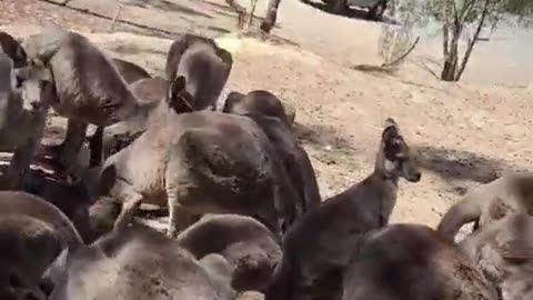 Kangaroo diaries only in Australia 🇦🇺