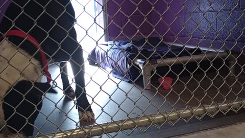 Peace 6y Pet Id 946735 kennel 9 HSSAZ shelter_20250523_163123536