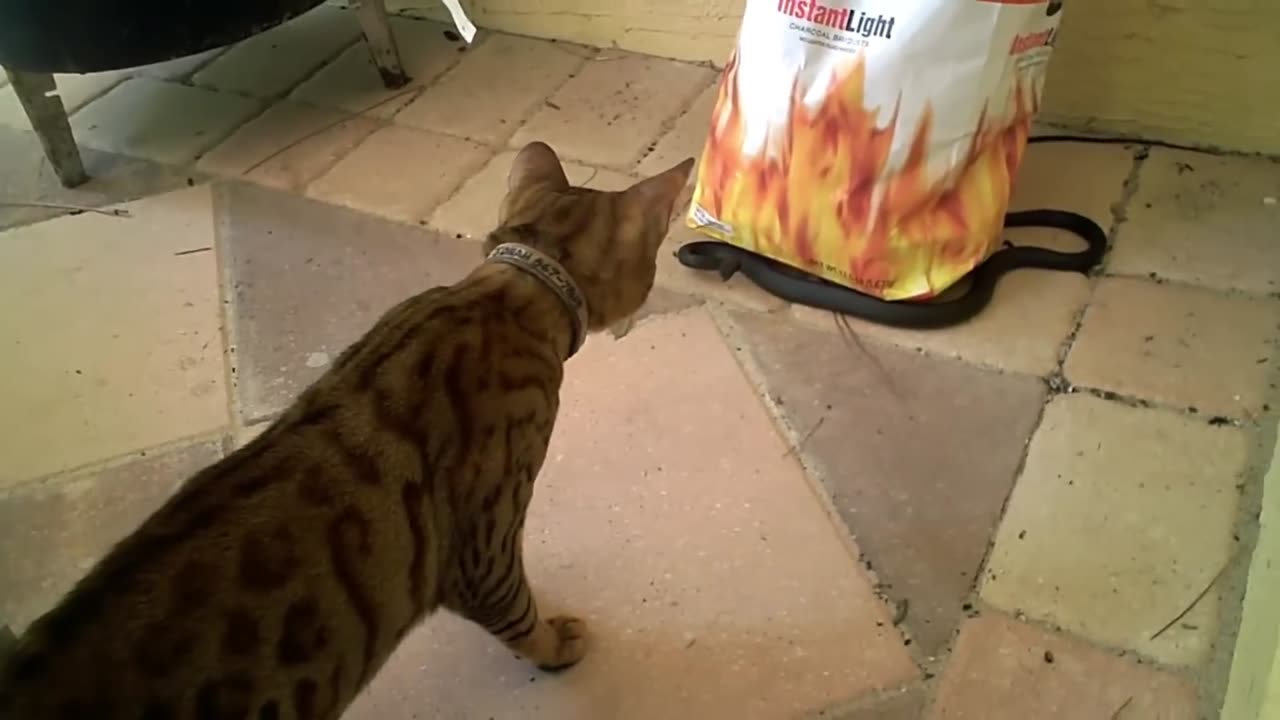 Cats vs Wild Animals! (Incredible Moments)