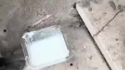 Animals Funny Videos