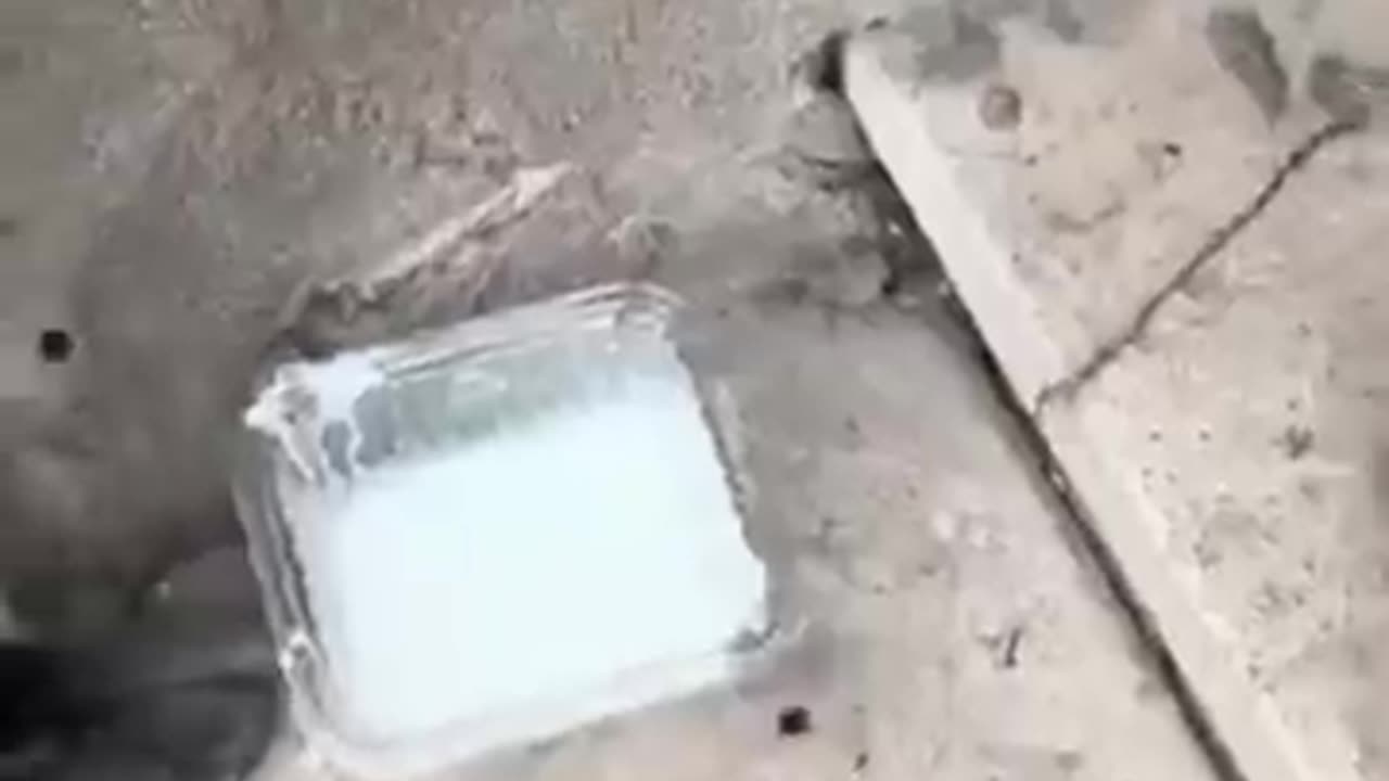 Animals Funny Videos