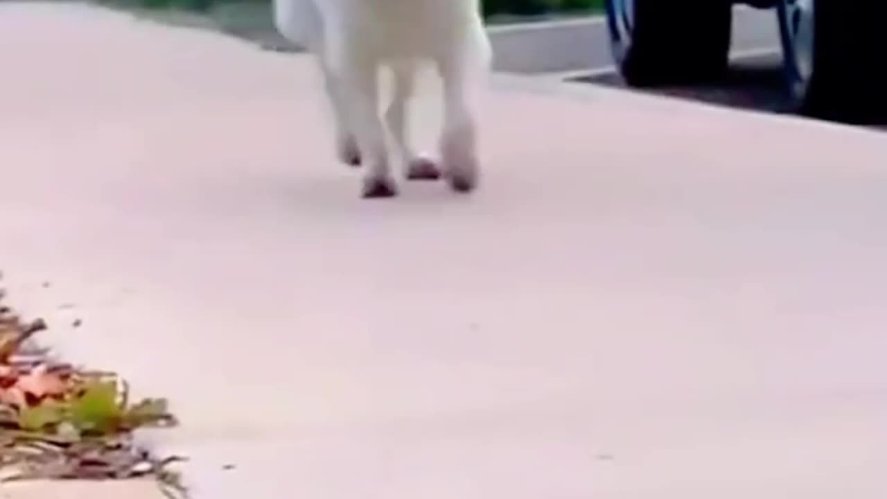 The Funniest Puppy Walk Compilation 🐶🤣