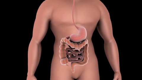 Human Digestive System Explained | Journey Through the Body
