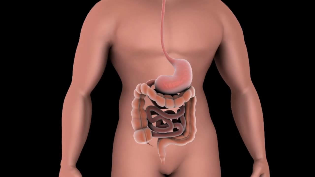 Human Digestive System Explained | Journey Through the Body