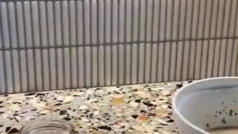 chia protein pudding