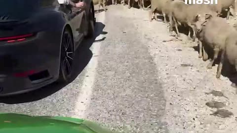 Traffic jams come in all types