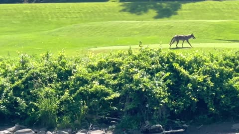 Spotted a coyote across the river on the golf course