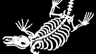 Military - Navy Corpsman SAR SMT 8401 Rescue Diver Naval Aviation Hooyah