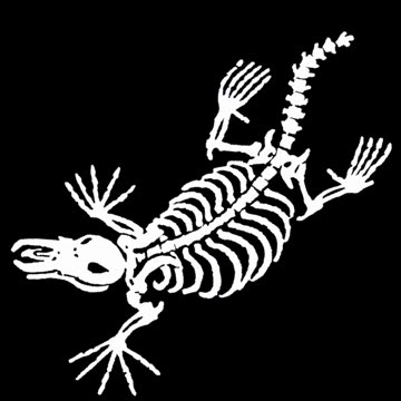 Military - Navy Corpsman SAR SMT 8401 Rescue Diver Naval Aviation Hooyah