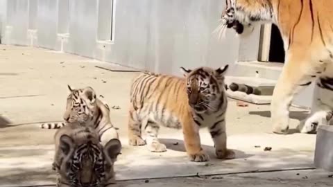 Woe Day 152. I am in the ark. Waiting for GOD to open the Door for a spring/summer Pentecost rapture