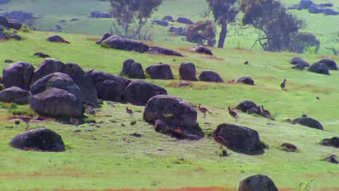 Los animalitos de Andy - T01E07 - Aventón