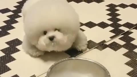 Pet funny