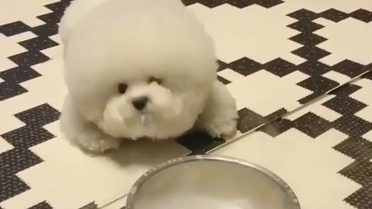 Pet funny