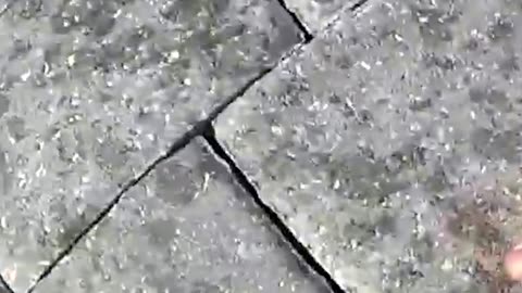 Oficial saca un caimán de una piscina y lo sube al patrullero