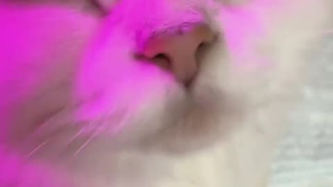 😂🐈 Funniest Cat Moment Ever! | FunFM