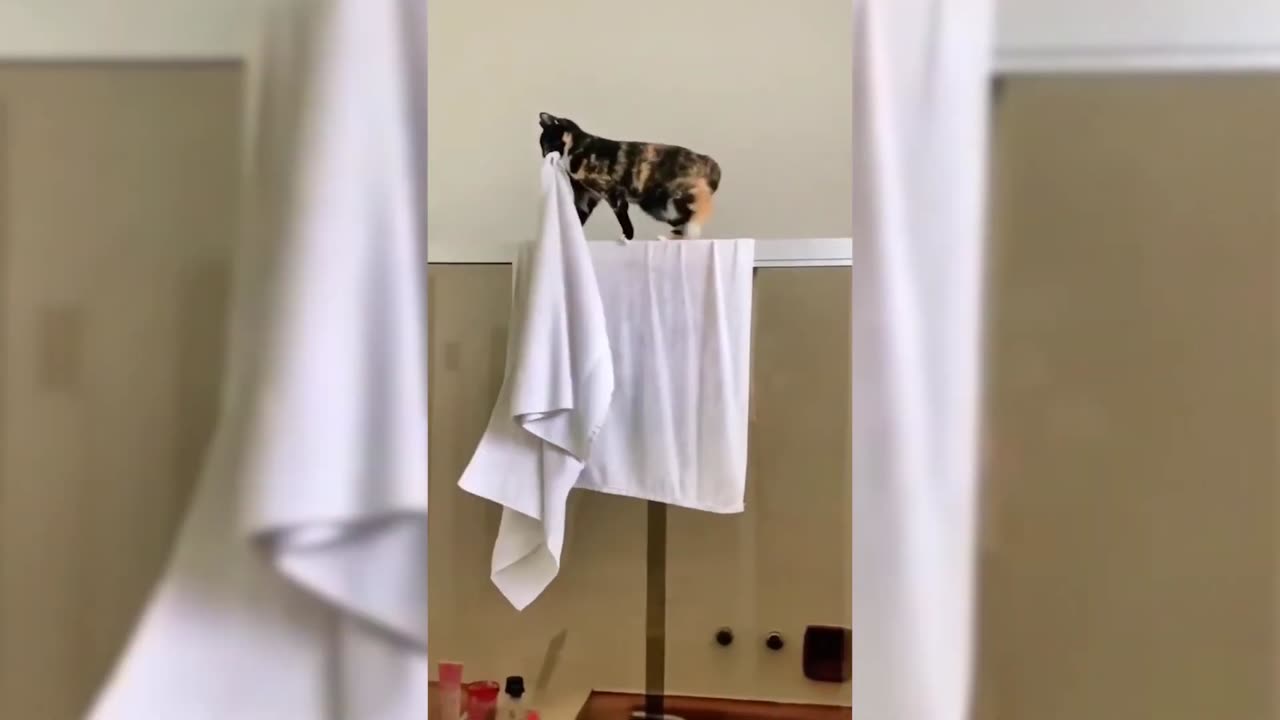 CATS will make you LAUGH YOUR HEAD OFF 2023 [Funny Pets]