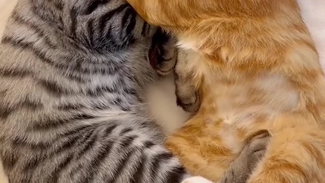 cute cat couple ❤️