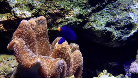 30 Minutes Underwater Sea Life