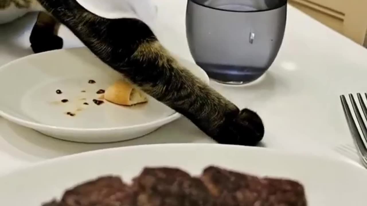 Cat Food?