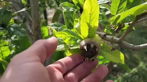 15 Nearly Extinct Vegetables From Medieval Times That Belong on Today’s Tables