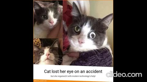 os melhores videos engraçados de animais completo2