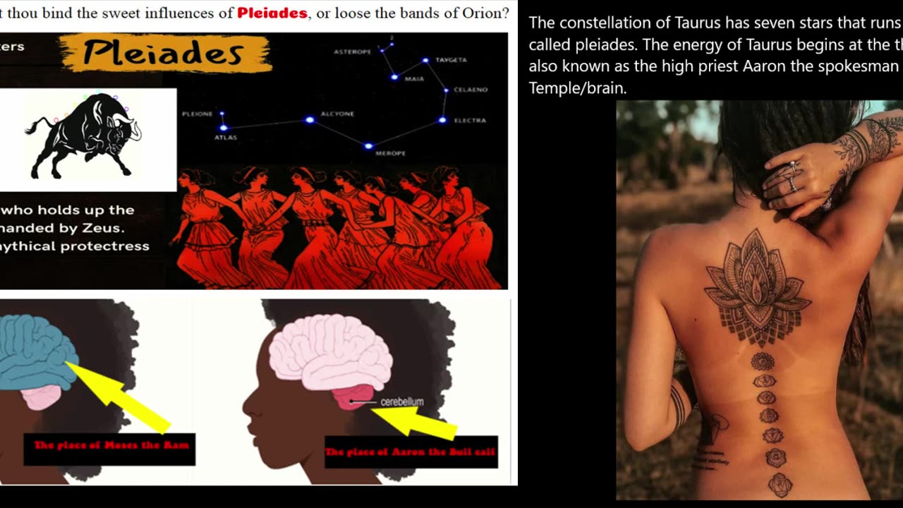 Taurus / Cerebellum