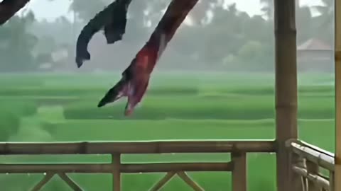 Rain Girls New Short Video